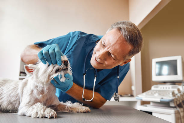 Best Broken or Cracked Tooth Emergency Dentist in Grafton, OH